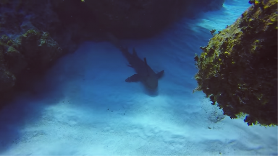 El tibur&oacute;n nadaba de forma extra&ntilde;a, lo que preocup&oacute; al instructor de buceo. (Captura YouTube)