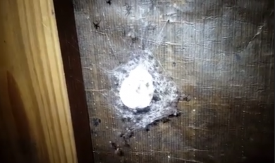 El nido de ara&ntilde;as fue descubierto en la parte alta de la casa fumigada. (Captura Video)