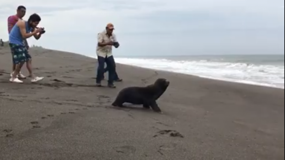 La especie marina regres&oacute; a las aguas este martes al mediod&iacute;a. (Captura Video)
