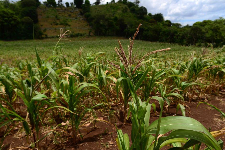 El Gobierno de Guatemala analiza desembolsar 498 millones de quetzales para paliar la "hambruna" que se agudizar&aacute; en los pr&oacute;ximos meses por la sequ&iacute;a que golpe&oacute; a 16 departamentos (Foto: Wilder L&oacute;pez/Soy502)