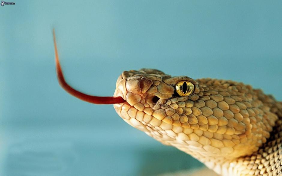 Una serpiente fue machucada por un peat&oacute;n distra&iacute;do y esta lo atac&oacute;. (Foto: Im&aacute;genes 4ever)