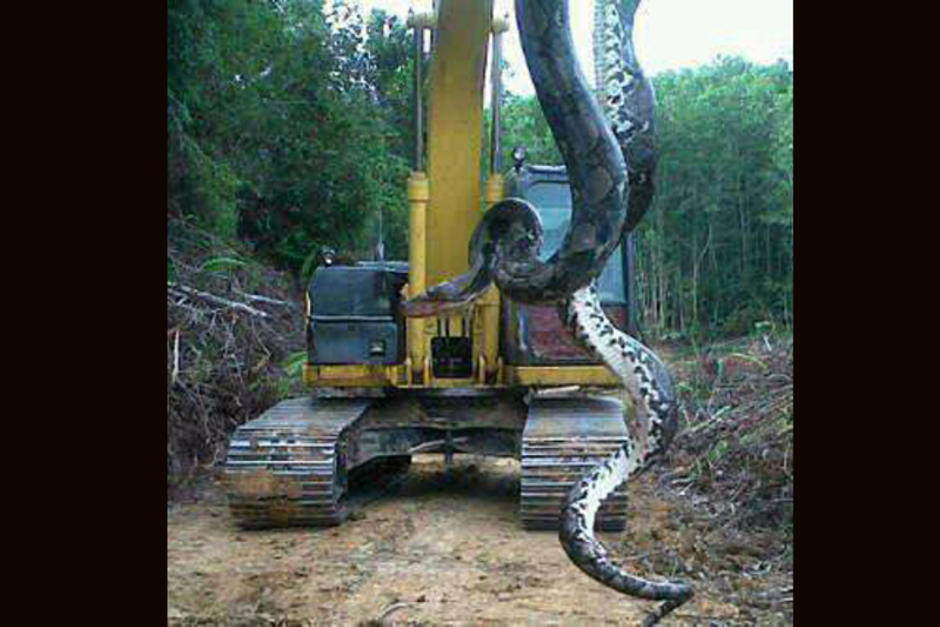 Una enorme sepiente de 10 metros fue encontrada por un grupo de trabajdores en una carretera de El Estor, Izabal. (Foto: Roberto Cuevas Lima)