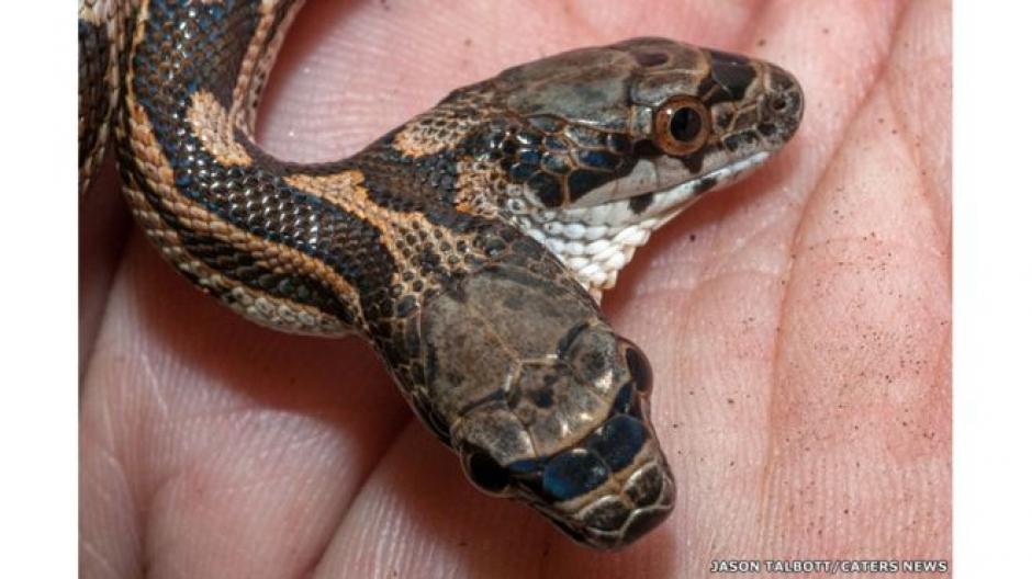 Serpiente de dos cabezas desconcierta a ciudad de Estados Unidos Soy502