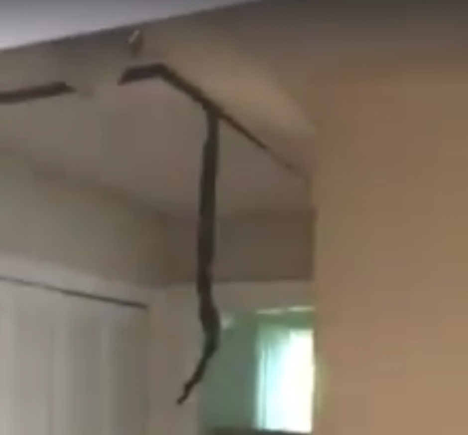 Un hombre descubrió en el techo de su casa dos serpientes. (Captura de pantalla: WSPA 7News/Facebook) 