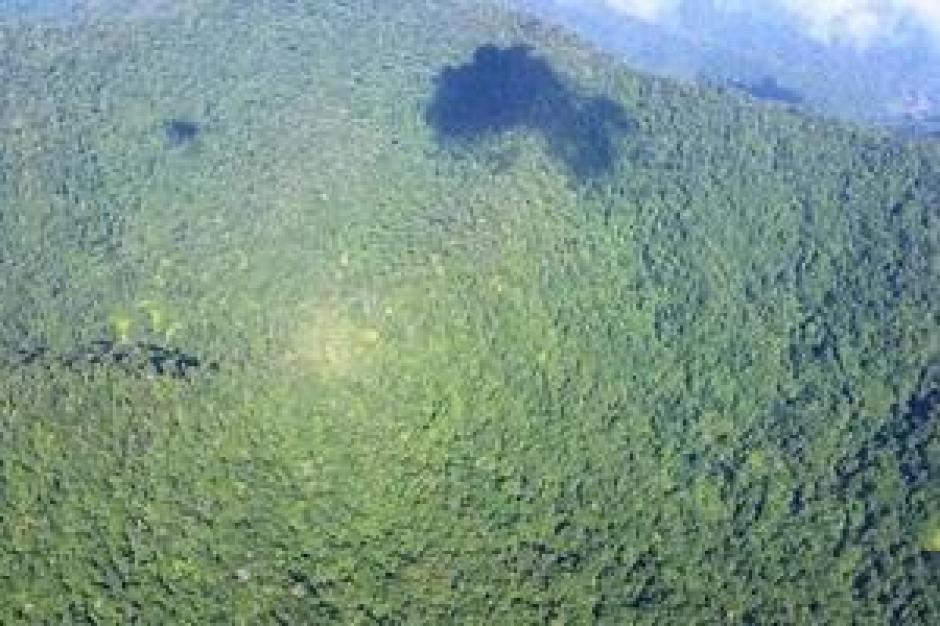 Conap denunci&oacute; a dos empresas por tala ilegal en la Sierra de las Minas. (Foto: Internet) 