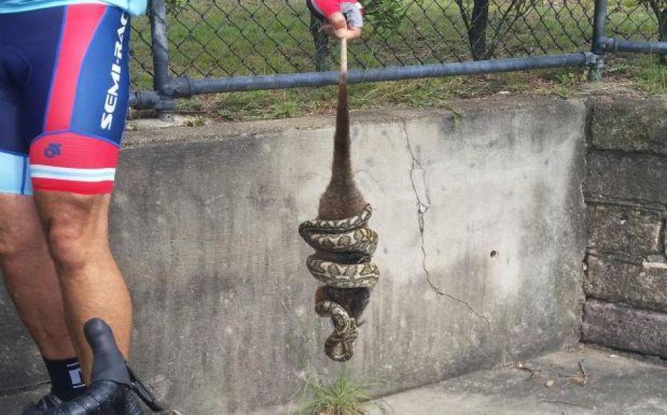 Una pit&oacute;n devora una zarig&uuml;ena viva. (Foto:&nbsp;Adri&aacute;n Brand&nbsp;)