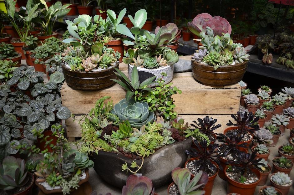 El mundo de las "suculentas" es fascinante y en Guatemala existen en variedad de formas. (Foto: Selene Mejía/Soy502)