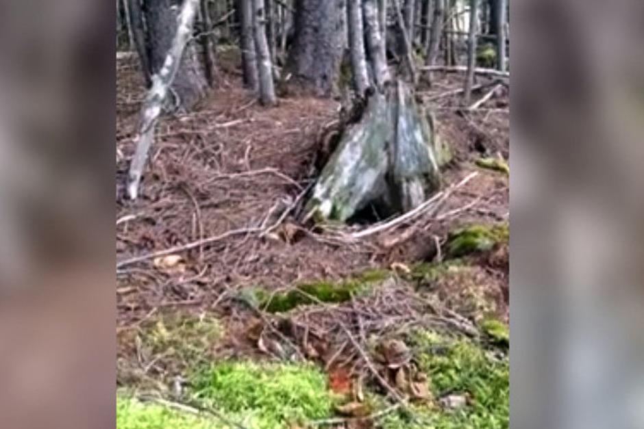 Video muestra un extra&ntilde;o movimiento en el suelo de un bosque de Nueva Escocia. (Imagen: YouTube)