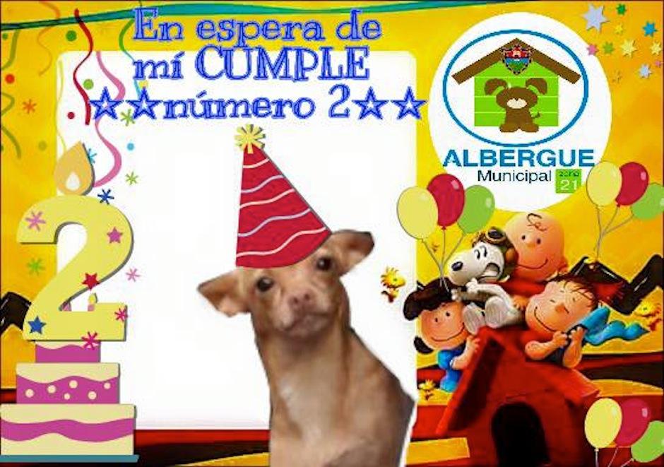As&iacute; se celebr&oacute; el cumplea&ntilde;os n&uacute;mero 2 de Taquito. (Foto: Albergue Municipal de Mascotas)