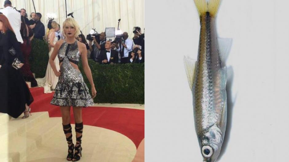 El vestido de Taylor Swift también fue objeto de las burlas. (Foto: tn.com.ar)