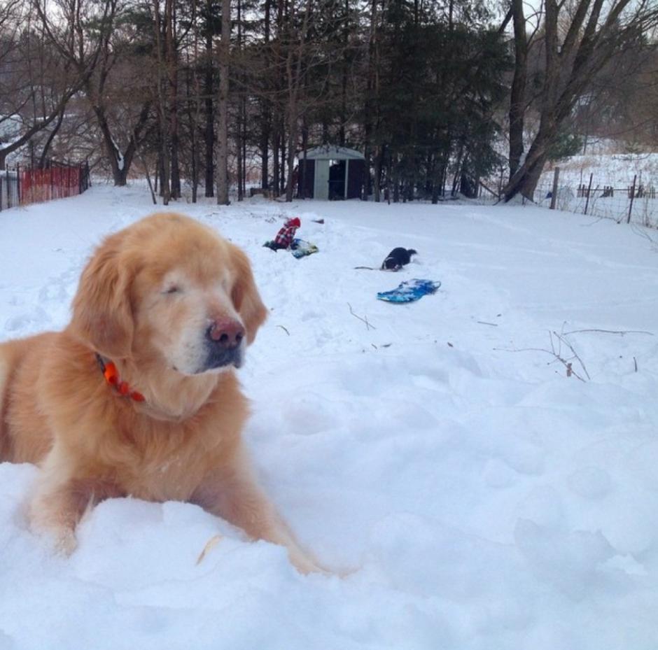 "Smiley" el golden retrieverciego que da terapias en un hospital. 