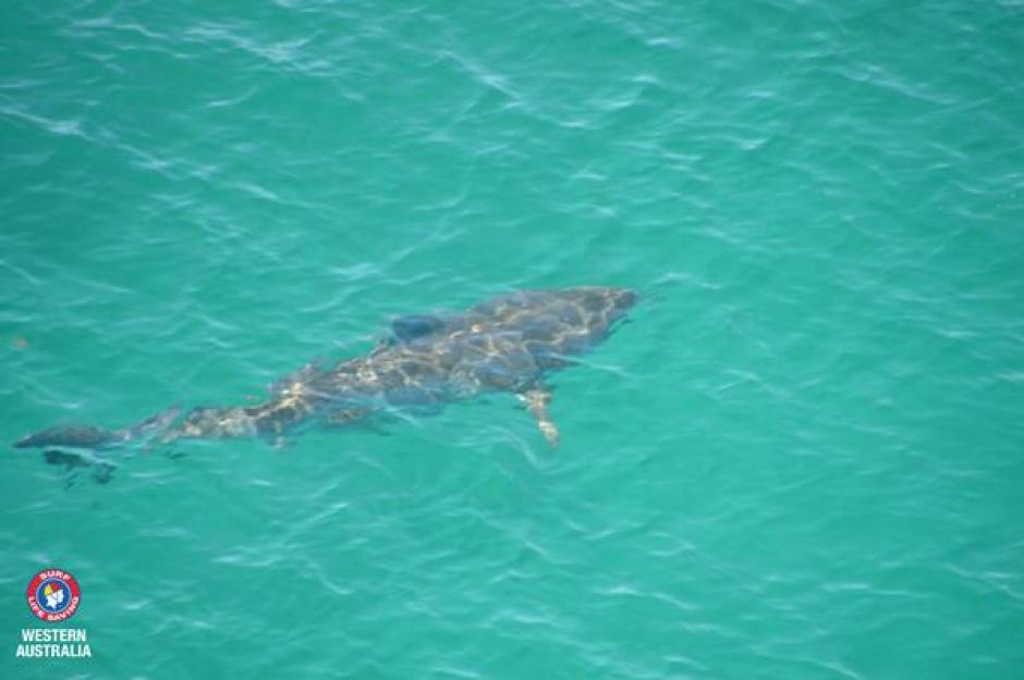 Los tiburones son monitoreados detalladamente por medio de un sensor que le han puesto los cient&iacute;ficos. &nbsp;(Foto: Surf Life Saving WA)