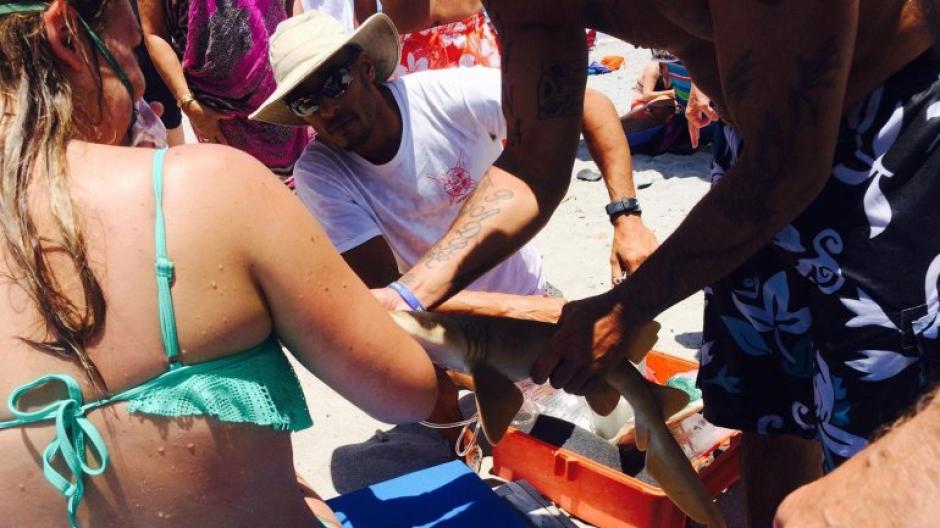 El peque&ntilde;o tibur&oacute;n gata, de 60 cent&iacute;metros de largo, ten&iacute;a sus dientes totalmente incrustados en el brazo de la mujer. (Foto: infobae)