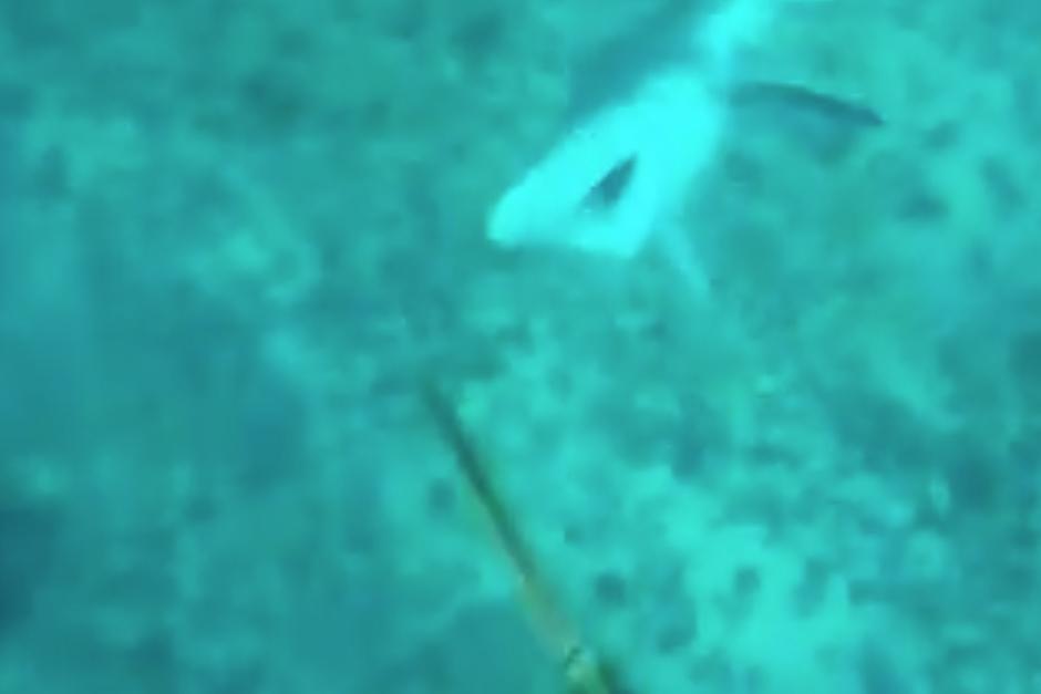 Un hombre intent&oacute; cazar un tibur&oacute;n con un harp&oacute;n, pero el animal se defendi&oacute; y le dio un susto al cazador. (Foto: Facebook)