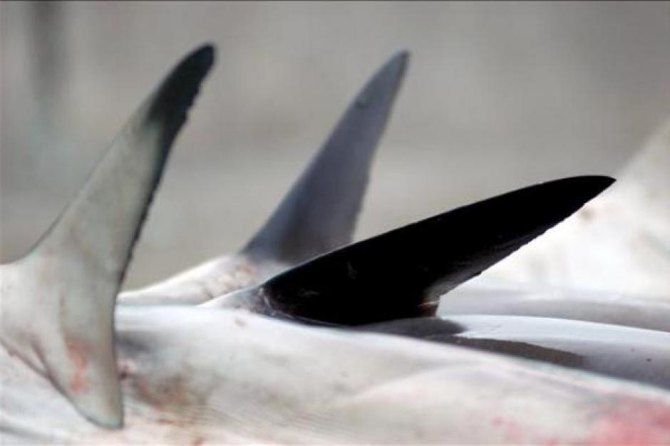 Guatemala est&aacute; incluida en la lista de naciones que efect&uacute;an la pesca ilegal de tiburones por no hacer constar las autorizaciones de flota que ejercen este tipo de pr&aacute;ctica, seg&uacute;n el documento de la Comisi&oacute;n Internacional para la Conservaci&oacute;n del At&uacute;n Atl&aacute;ntico. EFE