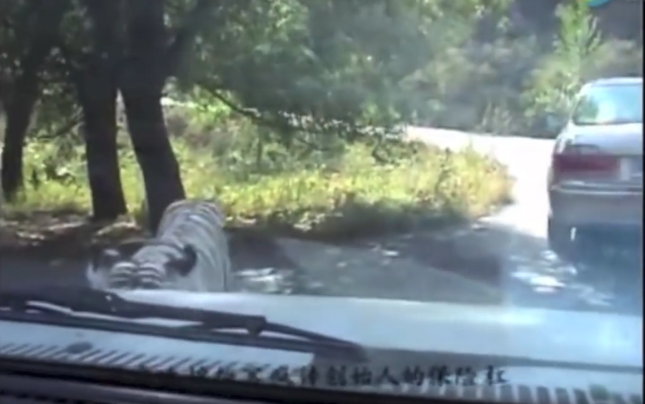 Los turistas pasean por la reserva de vida salvaje Badaling. (Captura de pantalla: WorldHottestNews/YouTube)