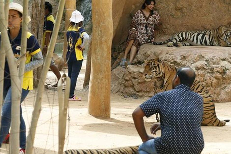 Las autoridades de Tailandia continuaron hoy por segundo d&iacute;a con el rescate de 137 felinos. (Foto: EFE)