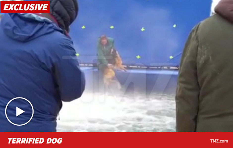 Peta y otras organizaciones animalistas pelean por este caso de maltrato. (Foto: 