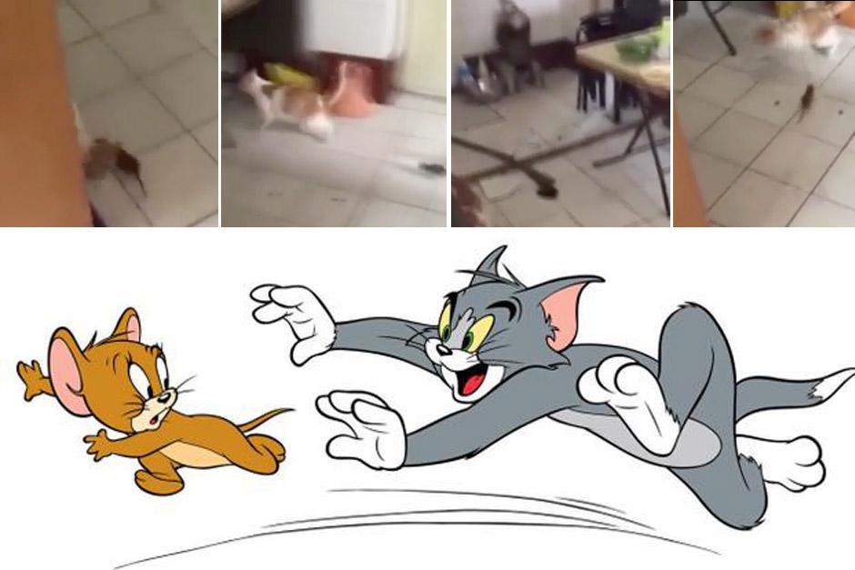 Un video de una persecuci&oacute;n entre un gato y un rat&oacute;n se convirti&oacute; en viral, luego de que muchos los compararan con Tom y Jerry.