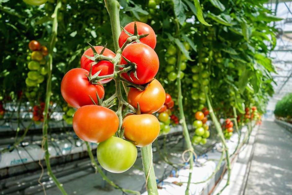 Los tomates comerciales han perdido el sabor tradicional a lo largo de los a&ntilde;os. (Foto: Plantas Facil&iacute;simo)