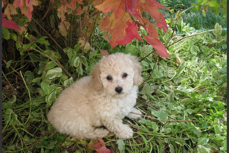 Ten&iacute;a nombre de gigante pero era diminuto. Mi primer perro se llamaba Goliat y la verdad, la verdad, no era m&iacute;o. Pero como si lo hubiera sido, lo am&eacute;. (Foto: adogbreeds.com)