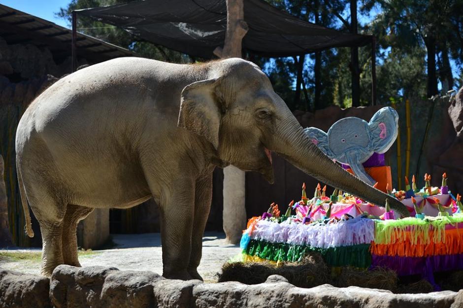 La elefanta cumpli&oacute; 55 a&ntilde;os y se lo celebraron en el zool&oacute;gico La Aurora.  (Foto: Wilder L&oacute;pez/Soy502)