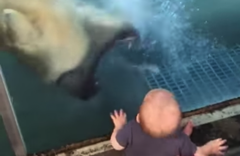 El oso polar intent&oacute; atacar al beb&eacute; a trav&eacute;s del vidrio. (Foto: Tomado de YouTube) 
