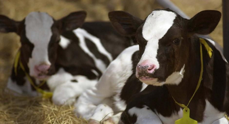 Una de las dos primeras vacas clonadas y gen&eacute;ticamente modificadas de China ha dado a luz a una cr&iacute;a sana. (Foto: sputniknews.com)