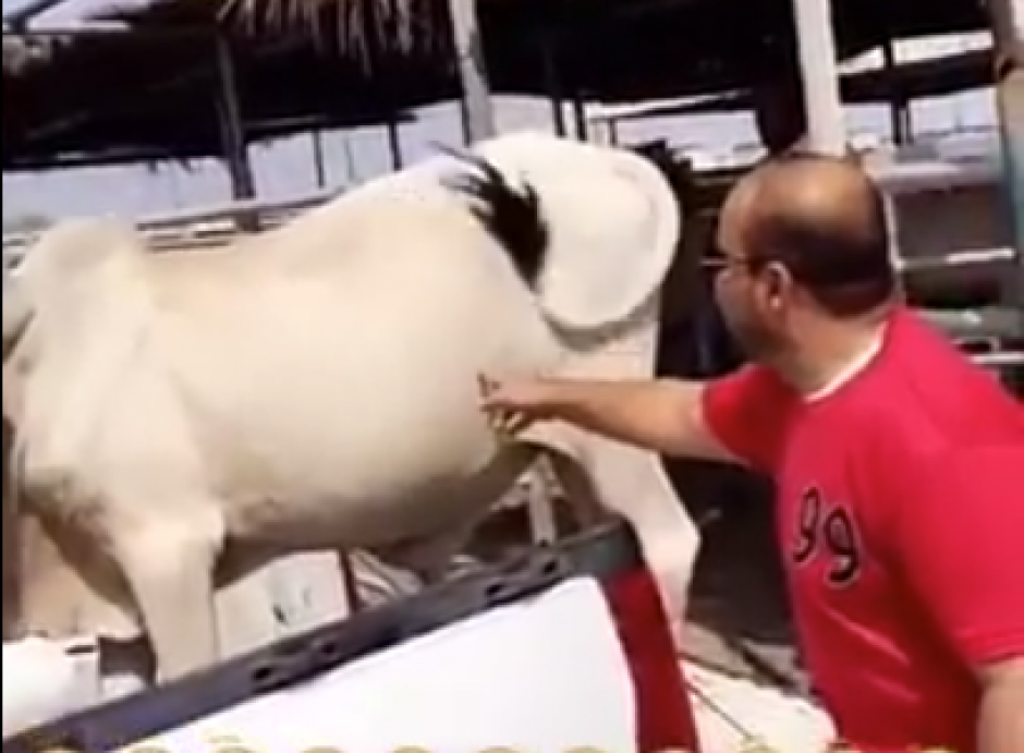 Hombre trata de tocar una vaca. (Captura de pantalla: Strange Sound/YouTube)