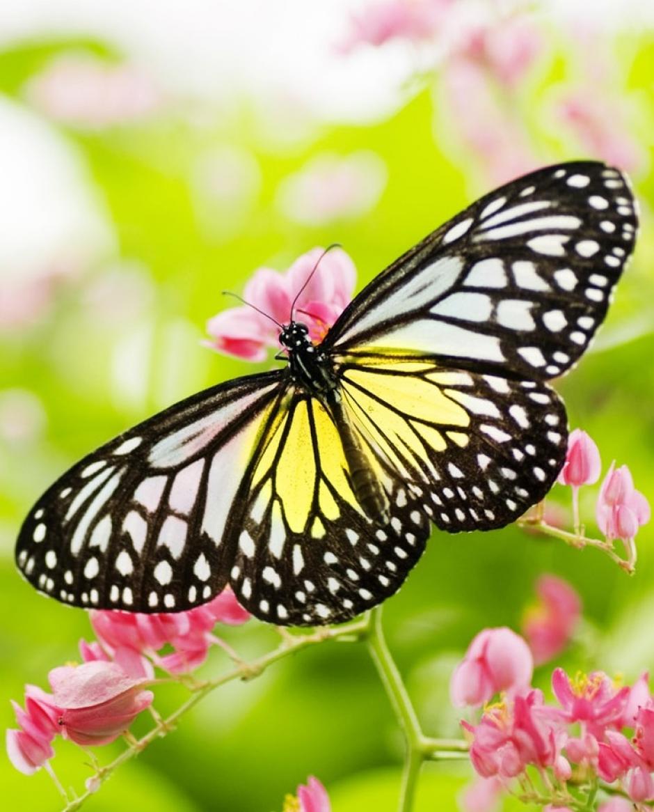 Atrae la vida a tu jard&iacute;n y agrega un lugar para que los p&aacute;jaros se ba&ntilde;en en la decoraci&oacute;n. Tambien puedes plantar flores que atraigan a mariposas y aves. Generalmente las flores de cuello largo y con dulce n&eacute;ctar atraen a los colibr&iacute;es.