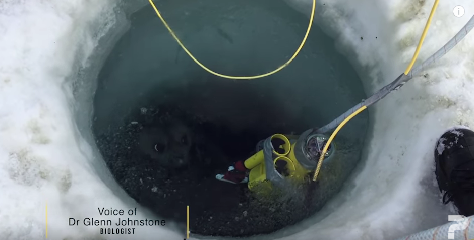 Cient&iacute;ficos australianos miden el efecto del cambio clim&aacute;tico en la Ant&aacute;rtida Oriental. (Foto: youtube)