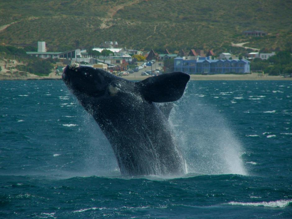 La Corte Internacional de Justicia, orden&oacute; a Jap&oacute;n que revoque los permisos de caza de ballenas en la Ant&aacute;rtida.&nbsp;