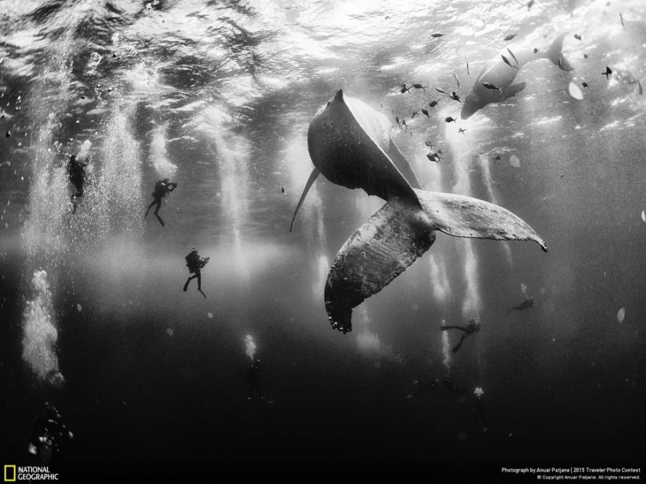 Buzos comparten un momento con una ballena jorobada y su cr&iacute;a en las aguas cercanas a las islas Revillagigedo en M&eacute;xico. (Foto: Anuar Patjane/National Geographic)