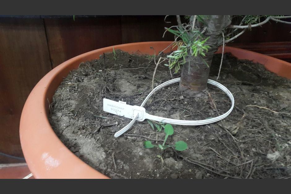 Los &aacute;rboles y coronas que tengan el marchamo blanco se pueden comprar. (Foto: Mingob)