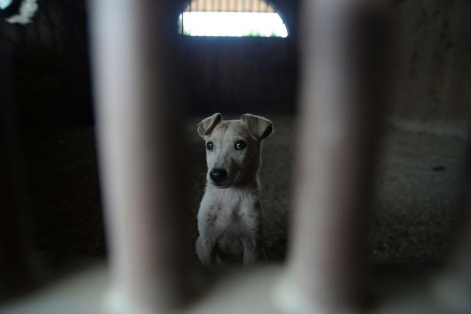 Otto, el perro, es el nuevo morador de la antigua finca de Otto P&eacute;rez Molina. (Foto: Wilder L&oacute;pez/Soy502) 