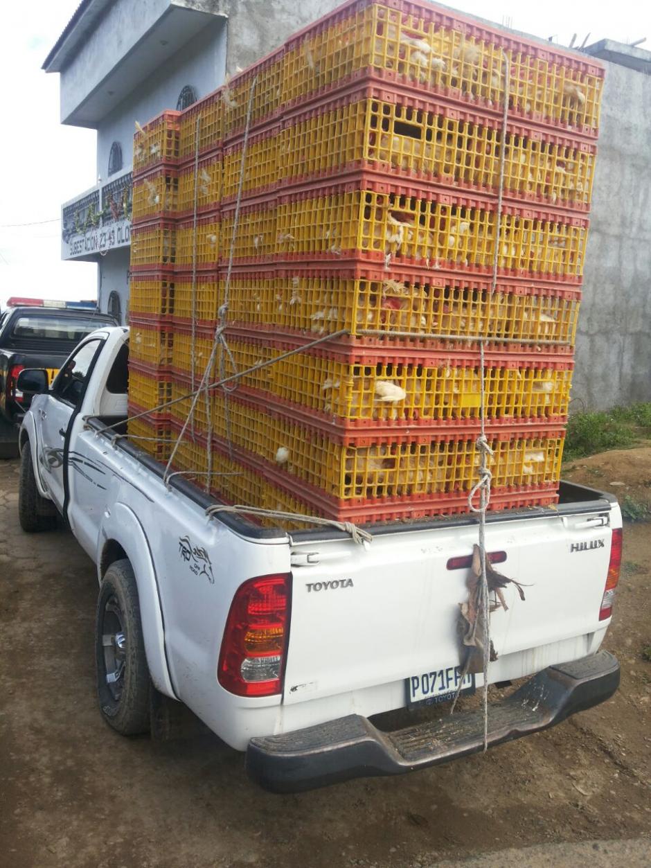 Vista de las gallinas decomisadas por la PNC en Olopa, Chiquimula. (Foto: PNC)&nbsp;