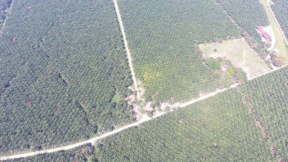 La finca Palestina fue invadida en la madrugada del lunes. (Foto: Naturaceites)