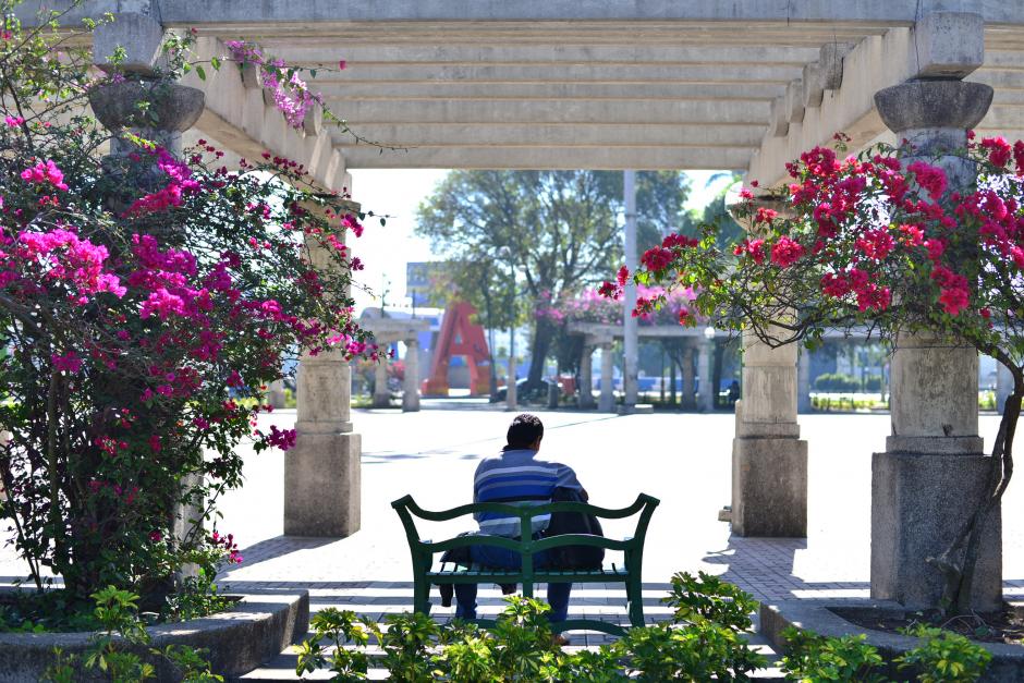 Los &aacute;rboles de bugambilia empiezan a florecer en esta &eacute;poca del a&ntilde;o anunciando el verano. (Foto: Wilder L&oacute;pez/Soy502)