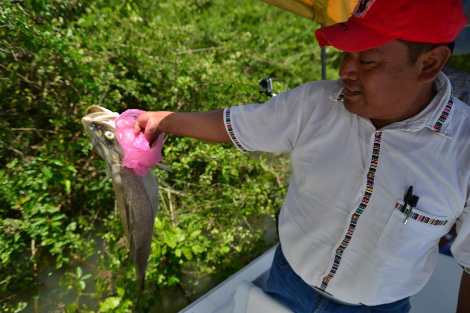 El l&iacute;der comunitario Mauricio Coy toma en sus manos un pez muerto por la contaminaci&oacute;n y as&iacute; poder ense&ntilde;arle a su comunidad de primera mano lo que esta sucediendo. (Foto: Wilder L&oacute;pez/Soy502)