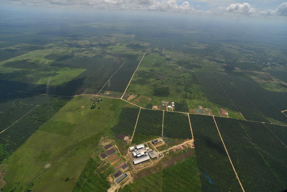 Donde antes había selva ahora existen hectáreas completas de plantación de palma africana. Desde el aire se observa una planta de procesamiento. (Foto: Wilder López/Soy502)