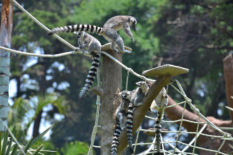 Los nuevos inquilinos del zoológico La Aurora juegan y reconocen su nuevo hogar, especialmente diseñado para satisfacer sus necesidades. (Foto: Wilder López/Soy502)