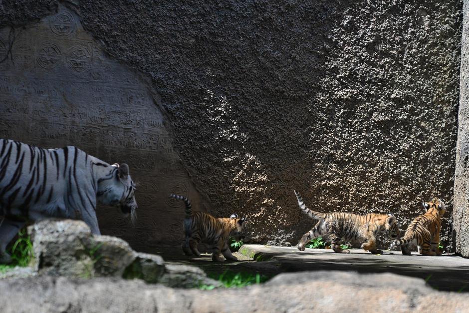Los tres cachorros corren hacia las puertas de seguridad al escuchar la voz de sus cuidadores. (Foto: Wilder López/Soy502)