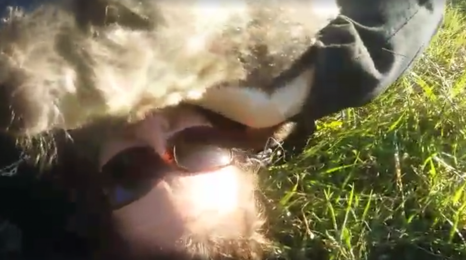 El peque&ntilde;o marsupial se muestra muy cari&ntilde;oso con su cuidadora. (Imagen: Captura de pantalla)