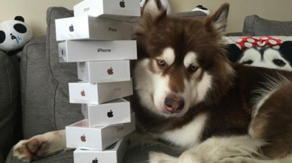 Coco es el perro que m&aacute;s aparatos tecnol&oacute;gicos tiene, ahora con ocho iPhone 7. (Foto: Infobae)