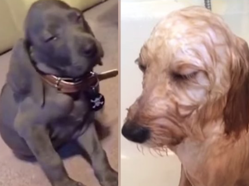 Los perros a veces son vencidos por el sue&ntilde;o y pueden quedarse dormidos en cualquier lugar.&nbsp;