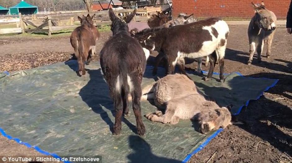 Los burros se congregaron alrededor de su compa&ntilde;ero fallecido. (Foto: Captura de YouTube)