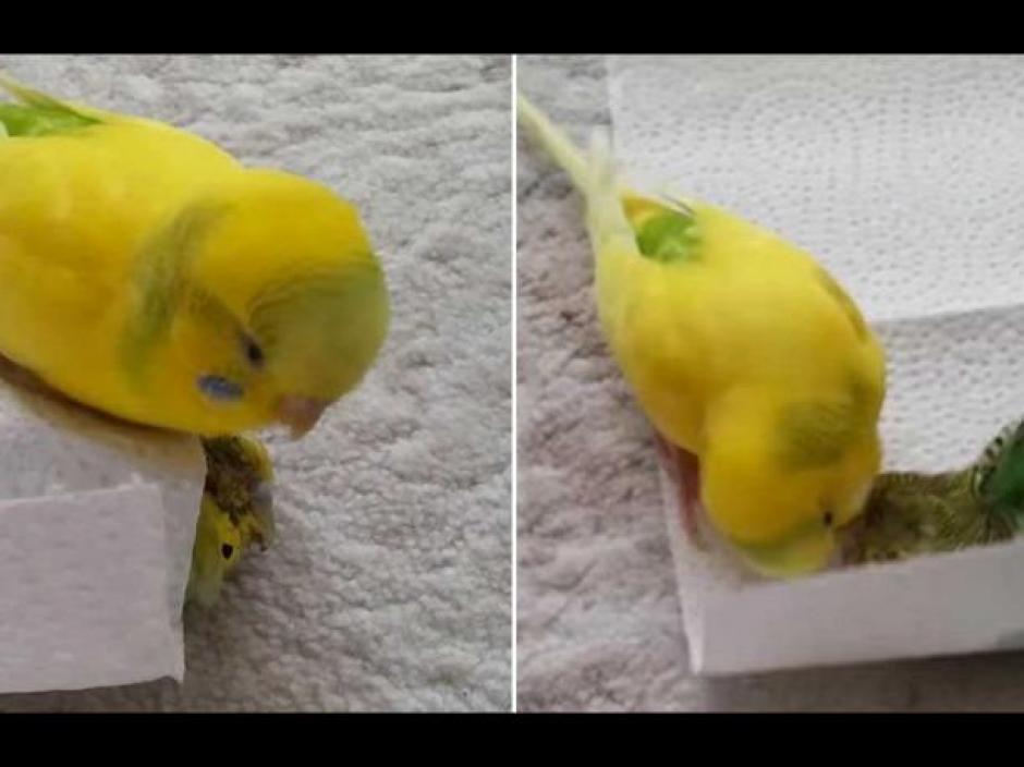 El periquito se niega a despedirse de su compa&ntilde;era fallecida. (Foto: Peru.com)