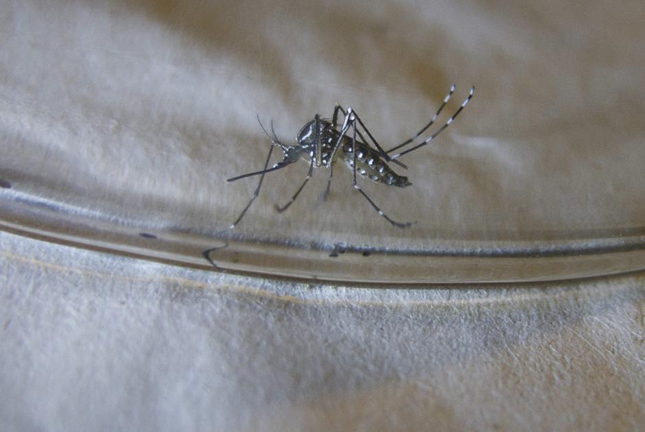 Las autoridades del Ministerio de Salud confirmaron este viernes dos muertes por el virus del chikungunya en dos departamentos del pa&iacute;s. (Foto: EFE)&nbsp;