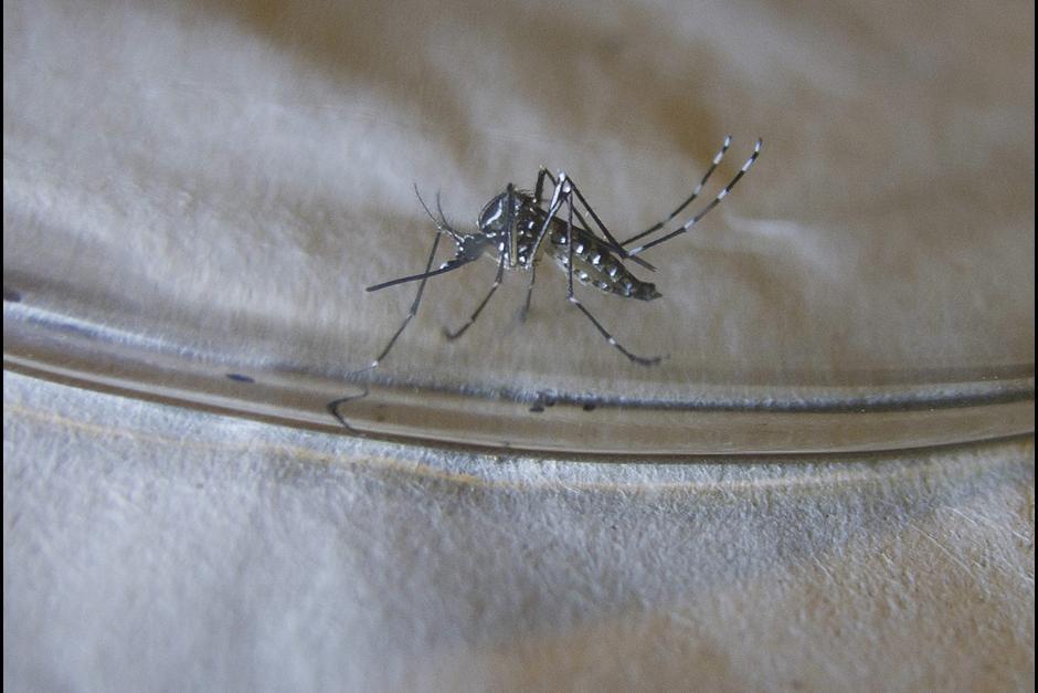 Guatemala fue el país que confirmó el primer caso de virus Zika en la región. (Foto Archivo: Efe)