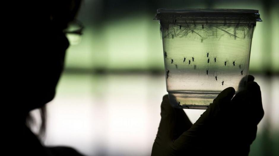 &nbsp;La investigaci&oacute;n de la revista Cell Stem Cell muestra que el zika infecta c&eacute;lulas madre neuronales cultivadas en laboratorio (Foto: AFP)